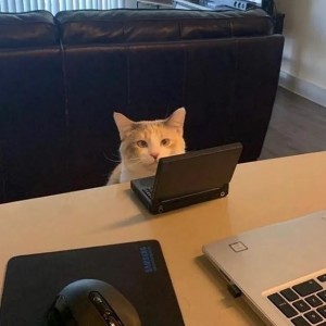 Создать мем: кот с ноутбуком, кот с ноутом мем, ждущий кот