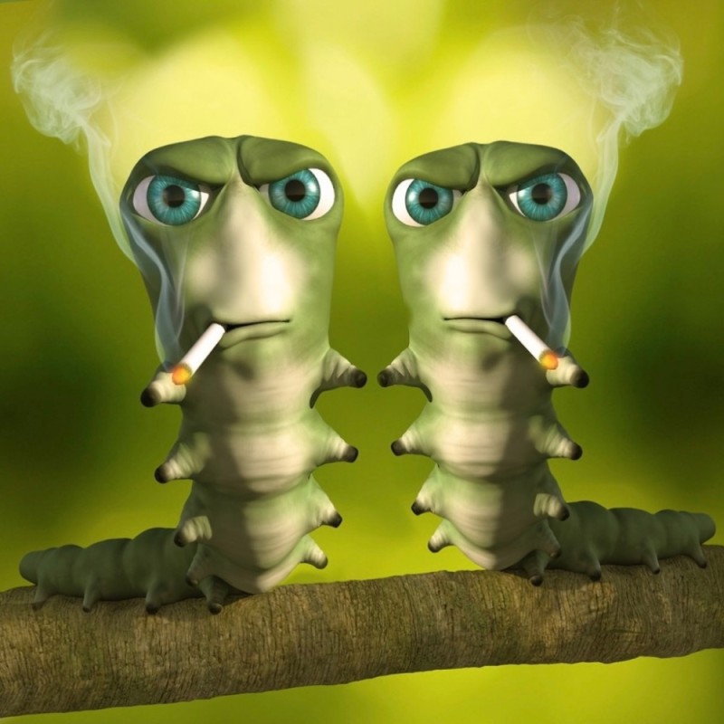 Create meme: caterpillar meme, the smoking caterpillar