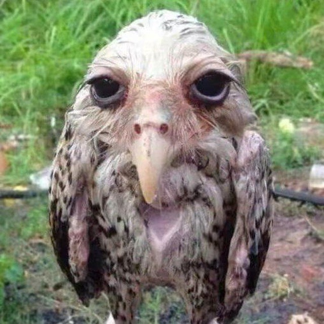 Create meme: funny owls, wet owl, salt owl tick tok