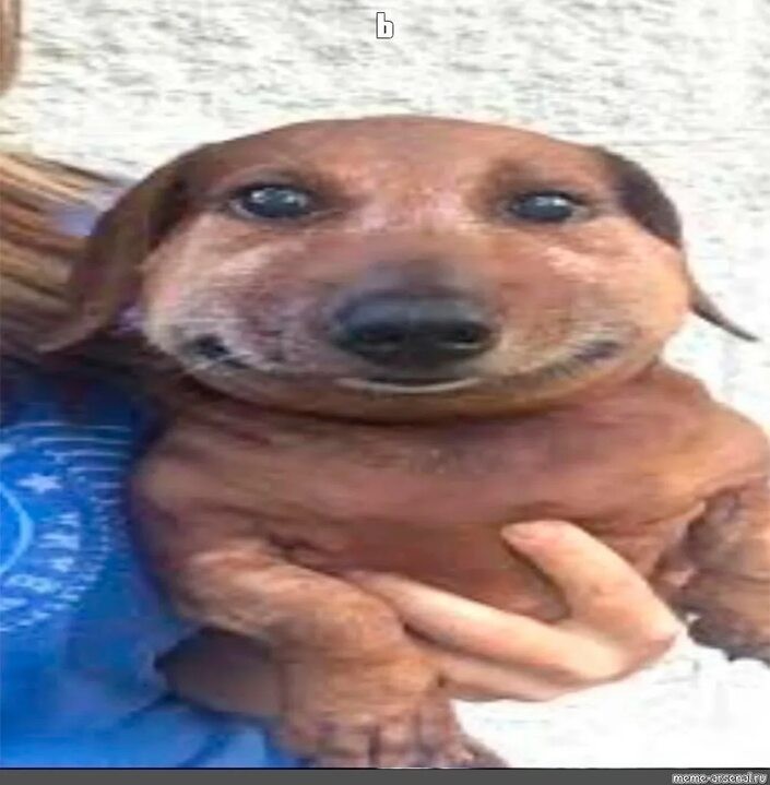 Create meme: Dachshund meme, The dachshund is smiling, The dog is a smiling dachshund