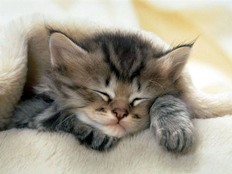 Create meme: Good night beautiful dreams, good night kitten, sleeping kitten