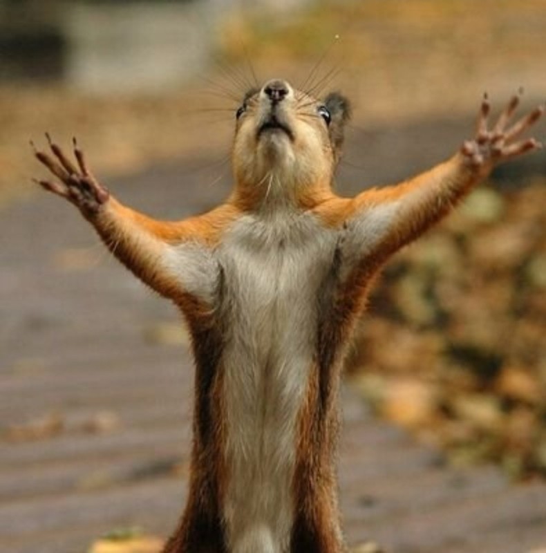 Create meme: The squirrel is happy, yay Friday, funny squirrel 