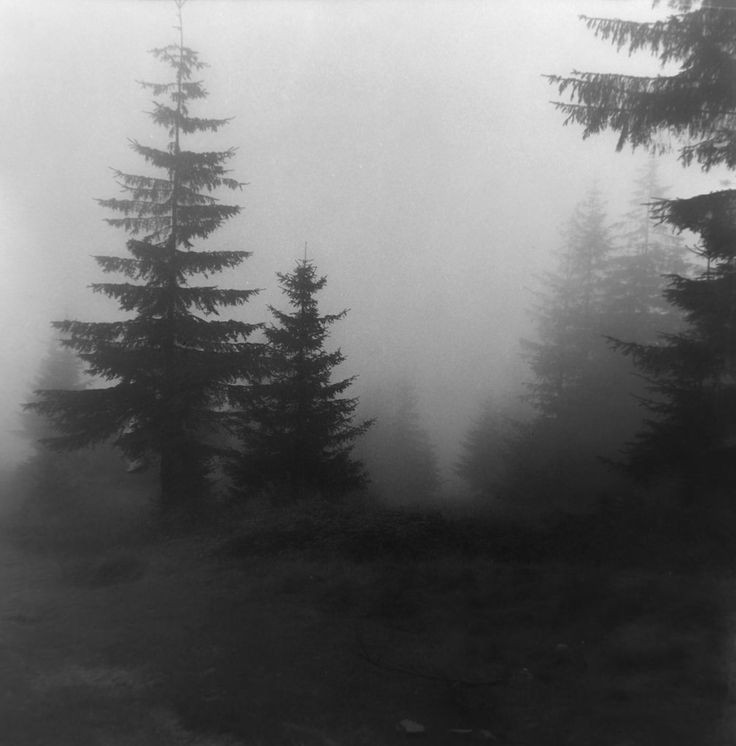 Create meme: dark photos, forest fog, the landscape is gloomy