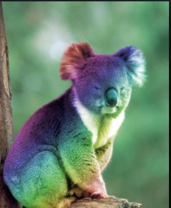 Create meme: koalas, the Koala bear, animals Australia Koala