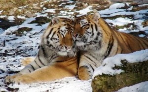 Create meme: tiger, tigress, siberian tiger
