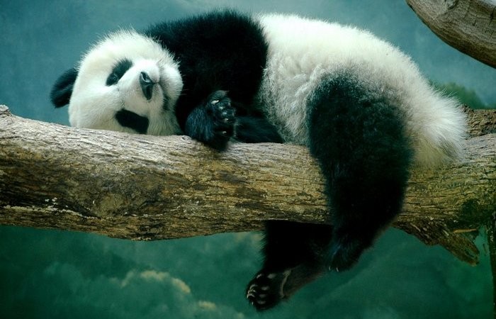 Создать мем: гигантская панда, панда на дереве, большая панда