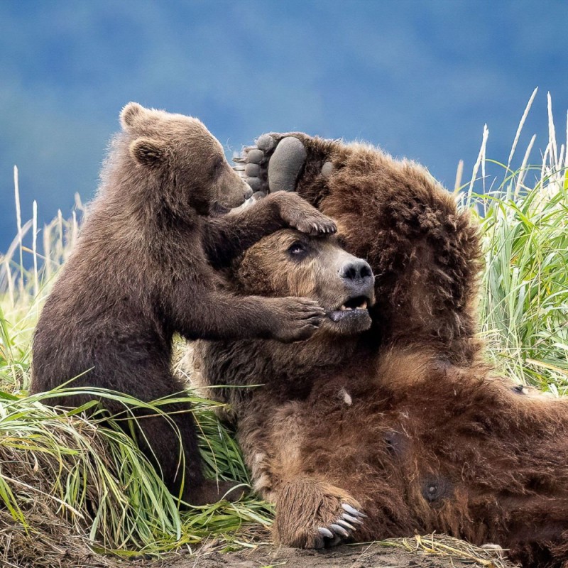 Create meme: bear and bear love, bear bear bear cub, bear bear