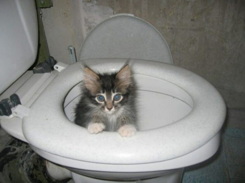 Create meme: teaching a cat to the toilet, funny cats on the toilet, the cat in the toilet 