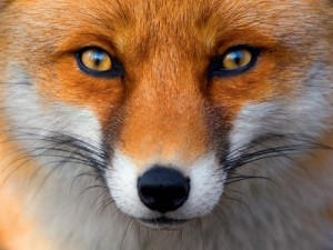 Create meme: Fox, Fox closeup photo, Fox