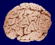 Create meme: the human brain photos, brain, artificial brain