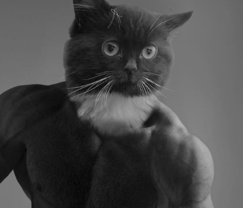 Create meme: Ernest Khalimov, chad giga, gigachad cat