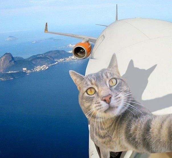 Create meme: cat pilot, cat on the plane, selfie cat
