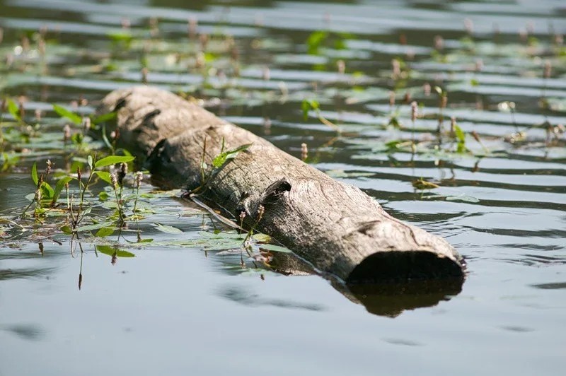 Create meme: a log in the water, a log in the river, Trees don't sink