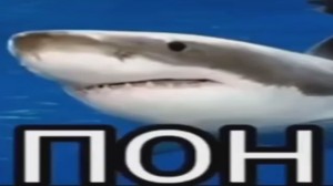 Создать мем: акула пон мем, мем с акулой, акула скат
