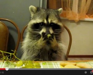 Create meme: Raccoon eats