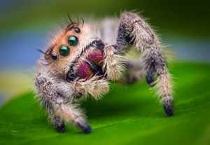 Create meme: örümcek, tehlikeli hayvanlar, phidippus regius