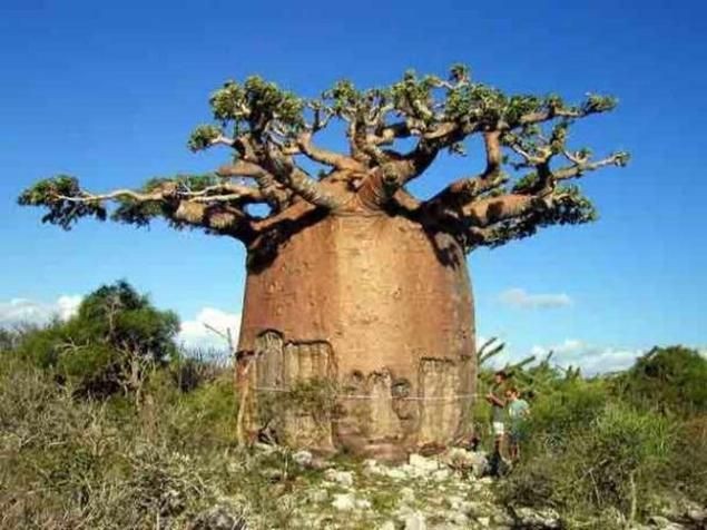 Create meme: african baobab, baobab tree, baobab