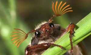 Create meme: may beetles, photos of the may beetles in the down jacket, the may beetle