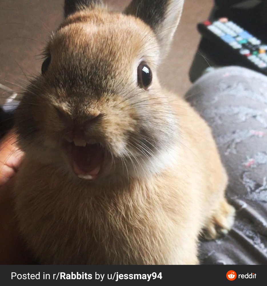 Кролик на зеленом фоне мем