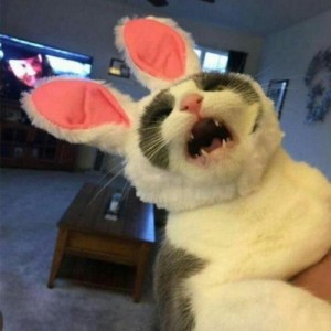 Create meme: funny cat, cat, cat with Bunny ears