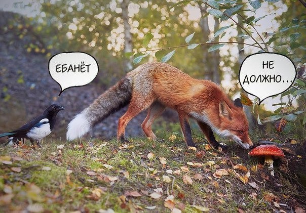 Create meme: Fox, fox joke, red Fox