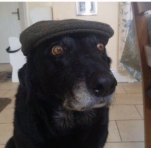 Create meme: Sobakin, dog funny, dog in the cap