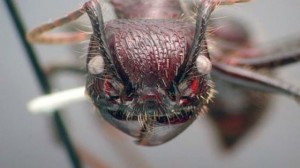 Создать мем: топ самых опасных насекомых, paraponera clavata, мира насекомых