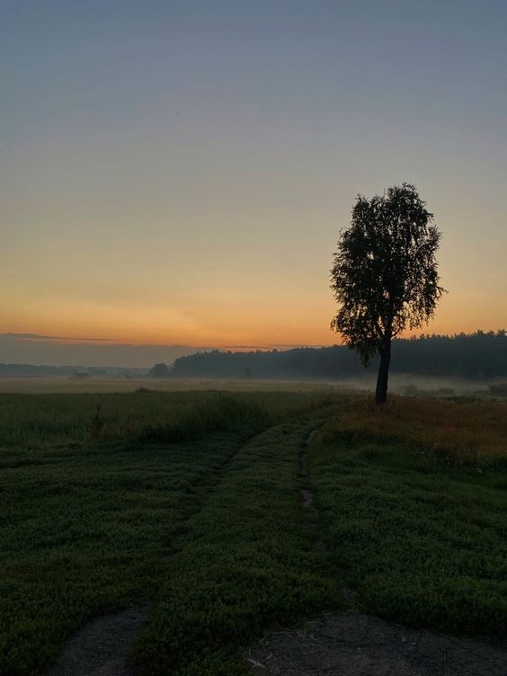 Create meme: landscape , birch in the field, nature 