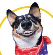 Create meme: Corgi, toys for dogs