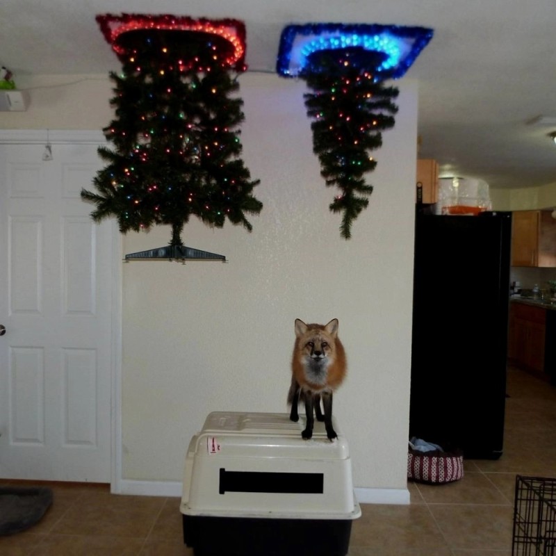 Create meme: protecting the Christmas tree from cats, the cat and the tree, cats and a Christmas tree on the ceiling