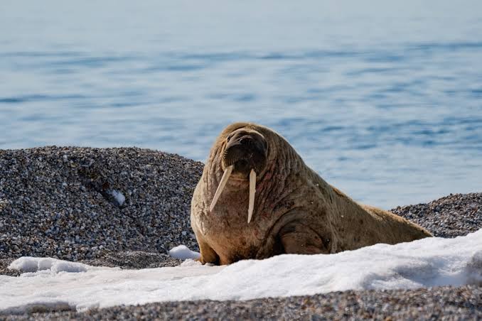 Create meme: the Atlantic walrus, walrus , pacific walrus