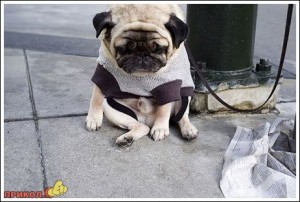 Create meme: pug life, sad dog, sad