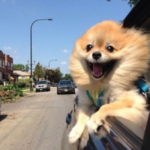 Create meme: on my way, I, happy dog