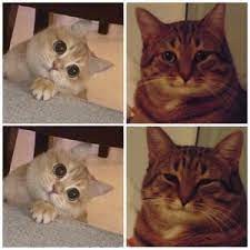 Create meme: meme cat, the cat from the meme, meme cat