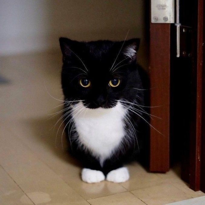 Create meme: cat black and white, the black haired cat, a black cat with a white breast