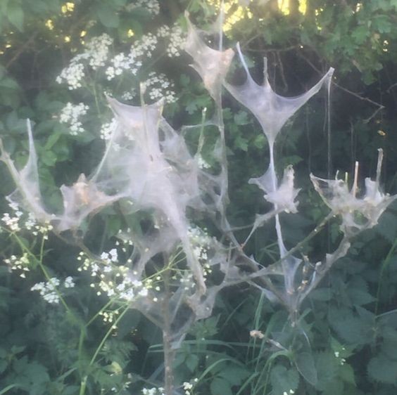 Create meme: Fairy grange, The tree in the web, cobwebs on bushes