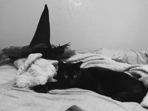 Создать мем: черные кошки у клеопатры, кот кирилл, black cat