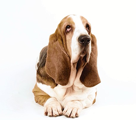 Create meme: basset hound dog, breed Basset, basset hound dog breed