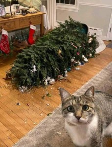 Create meme: the cat and the tree