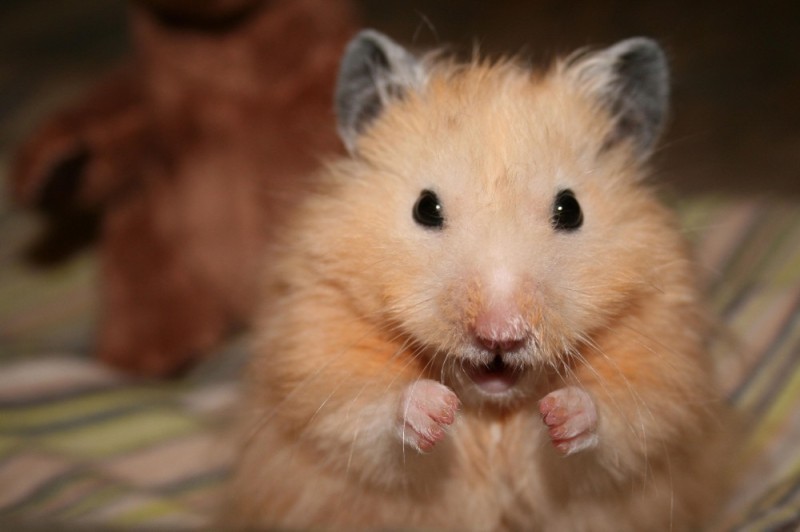 Create meme: hamster , angry hamster, the Syrian hamster 