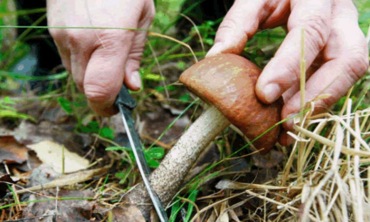 Create meme: to collect mushrooms , cuts the mushroom, podberezovik mushroom