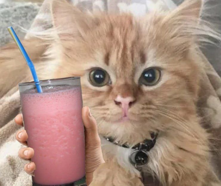 Create meme: cat , cute cats funny, the cat drinks juice