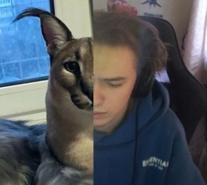 Создать мем: порода каракал, большой шлёпа русский кот каракал, каракал шлепа
