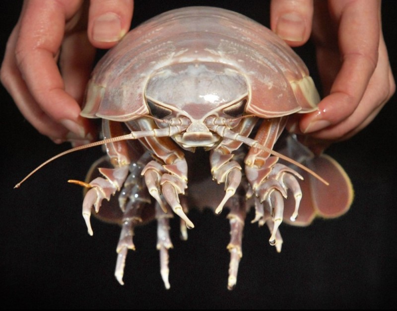 Create meme: giant isopod, giant isopod grzegorz, deep - sea giant isopod