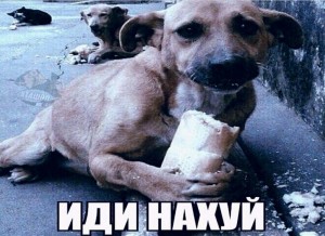 Создать мем: бездомная собака с хлебом, бездомная собака, бедные животные