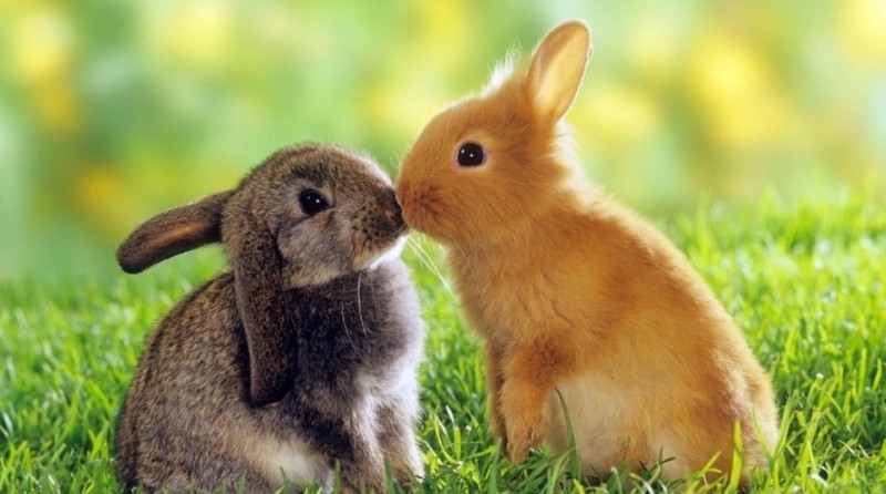 Create meme: cute bunnies couple, the cute bunnies, cute bunnies