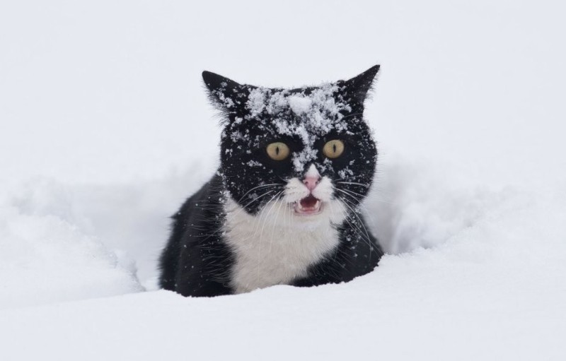 Create meme: winter cat, winter cat, snow cat