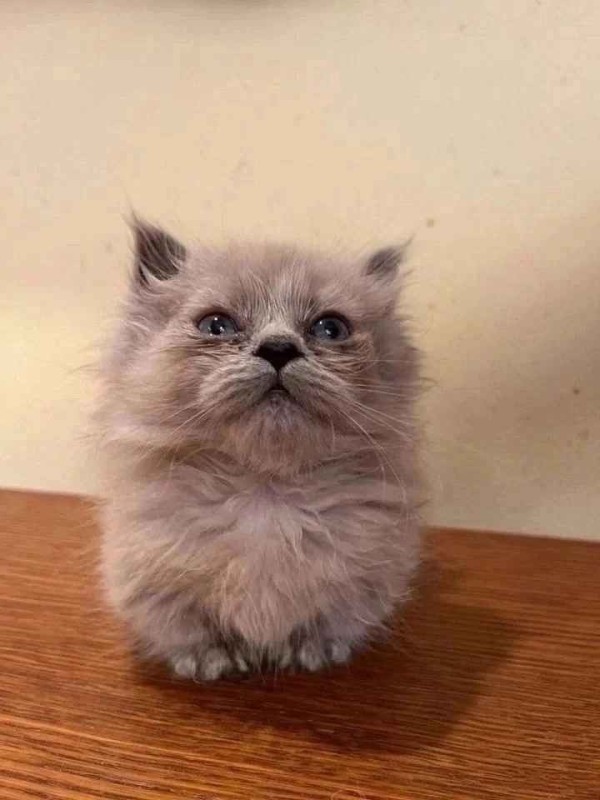 Create meme: Persian cat , Himalayan Persian cat, Persian cat