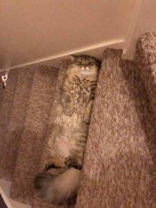 Create meme: cat, Cat, the cat is a master of disguise