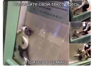 Create meme: cat, memes with cats, cat stuck in window